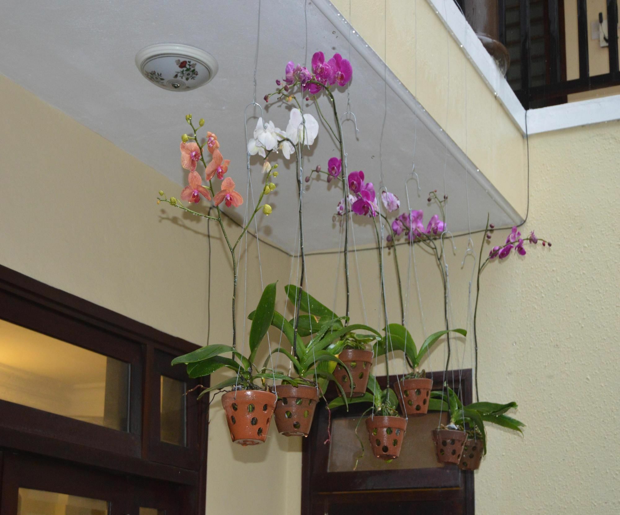 Orchids Homestay Hoi An Eksteriør billede